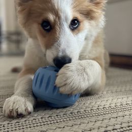 Icelandic Sheepdog Puppies from Windswept Icelandic Sheepdogs