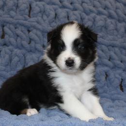 Australian Shepherd Puppies from Crofford’s Pretty Pups