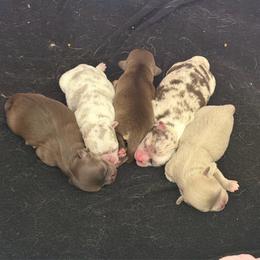 Chihuahua puppies from Exotic City Pomeranians and chihuahuas