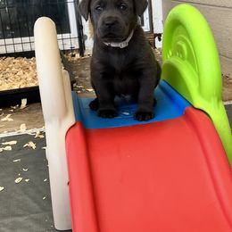 Labrador Retriever Puppies from Lacey’s Labradors