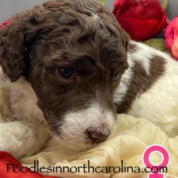 Chic - Parti female Poodle puppy in Greenville, North Carolina from Grace Poodles