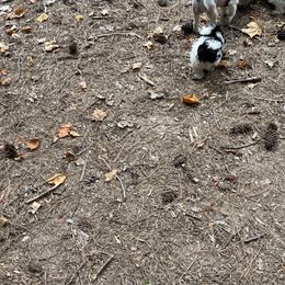 Shih Tzu Puppies from TACG