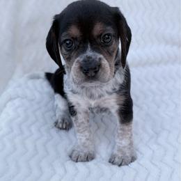Pocket Beagle Girl 3 - Black tan and white female Beagle puppy in Gentry, Arkansas from HC Puppy Ranch