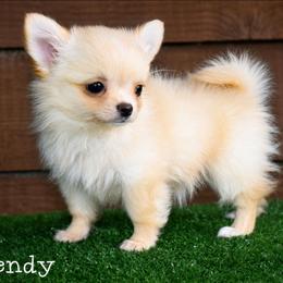Wendy - Cream female Chihuahua puppy in Demorest, Georgia from Sourpatch Chihuahuas