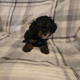 Kiki - Tri-color female Cavapoo puppy in Copan, Oklahoma from Tatums cavapoos