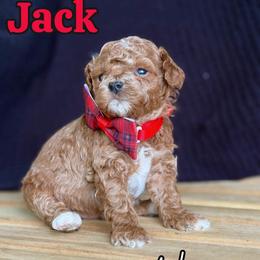 Jack - Red  male Goldendoodle puppy in Runaway Bay, Texas from Green Ranch Doodles