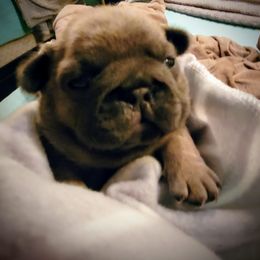 French Bulldog Puppies from 4 Leaf Frenchies
