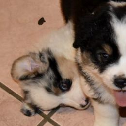 Australian Shepherds and Tibetan Spaniels from Kyroka