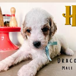 Draco - Parti male Goldendoodle puppy in Hilton, New York from The House of Goldendoodle