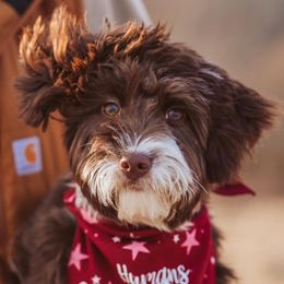 Paisley - Aussiedoodle