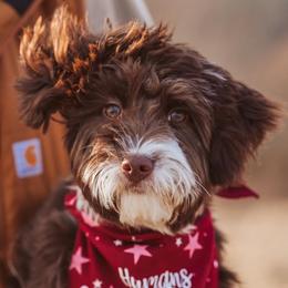 Paisley - Aussiedoodle