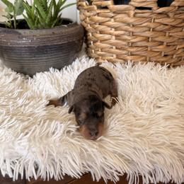 Pluto - Blue merle male Aussiedoodle puppy in Tryon, North Carolina from Melrose Mountain Farm