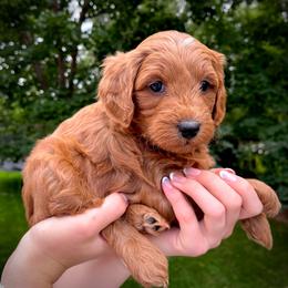 Tide - Red  male Goldendoodle puppy in Sugar City, Idaho from Idaho Sugar Doodle Pups