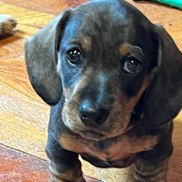 Pink - Wild boar female Dachshund puppy in Stevensville, Montana from LynnHaven Ranch Dachshunds