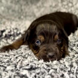 Tater - Black tri female Miniature Australian Shepherd puppy in Michie, Tennessee from Acton Aussies