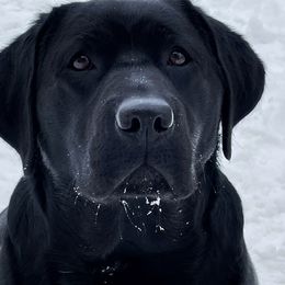 Gemma - Labrador Retriever