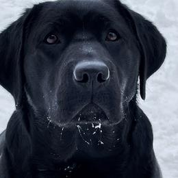 Gemma - Labrador Retriever