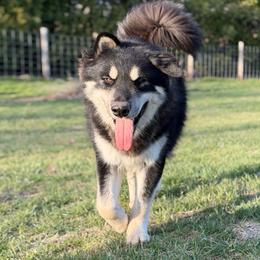 Venom - Alaskan Malamute