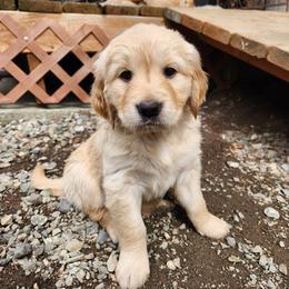 Daisy - Golden Retriever puppy in Anchorage, Alaska from Denali Golden Retrievers