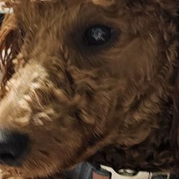 Aussiedoodles, Poodles, and Toy Australian Shepherds from Wild Farm Puppies