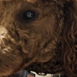 Aussiedoodles, Poodles, and Toy Australian Shepherds from Wild Farm Puppies