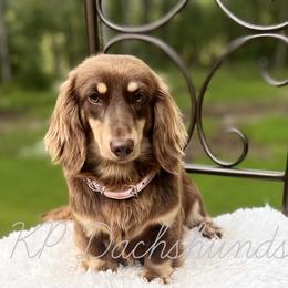 Sassy Cassy - Dachshund