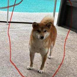 Mega - Shiba Inu
