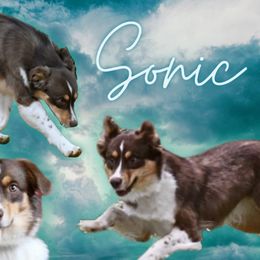Sonic - Miniature American Shepherd