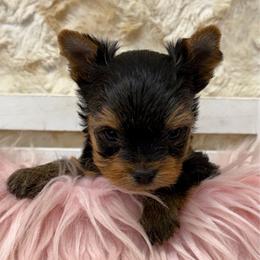 Rose TINY TEACUP - Blue and gold female Yorkshire Terrier puppy in Monticello, Iowa from Ashley’s Puppies