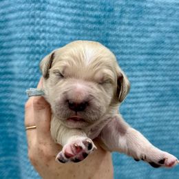 Girl 5 - Cream female Goldendoodle puppy in Antelope, Oregon from High Desert Family Doodles
