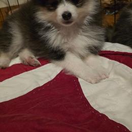 Joshua - Tri-color male Pomsky puppy in Elgin, Oregon from Kenna'z Kuddly Pomskiez