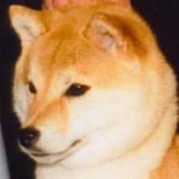 Kimi - Shiba Inu