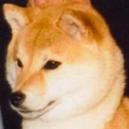 Kimi - Shiba Inu