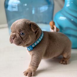 Flynn Rider - Liver male French Bulldog puppy in Port St Lucie, Florida from Infinity French Bulldogs