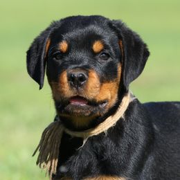 Rottweiler All Grown Up from Cross O Ranch Rottweilers
