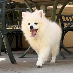 Volpino Italiano Puppies from Blessed Volpino Italiano