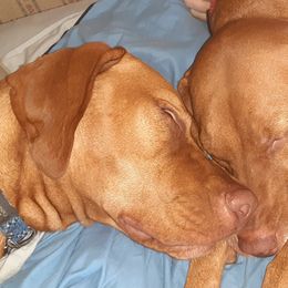 Loki - Vizsla