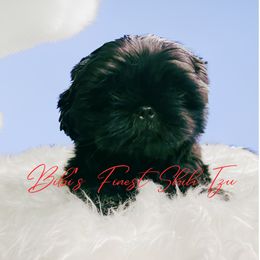 Girl 2 - Black Shih Tzu puppy in Garland, Texas from Bibi’s Exclusive Shih Tzus