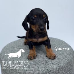Quorra - Black and tan female Dachshund puppy in Royse City, Texas from Truehearted Miniature Dachshunds