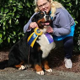 Winnie - Bernese Mountain Dog