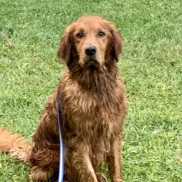Cruz - Golden Retriever