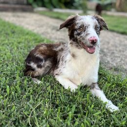 Sophia - Miniature Australian Shepherd