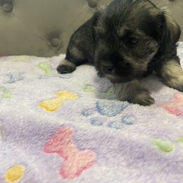 Miniature Schnauzer Puppies from Miniature Schnauzer Paradise llc