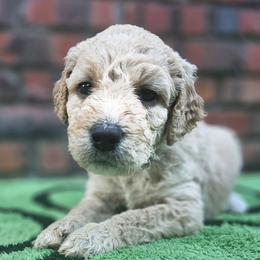 BISCUIT - Apricot male Goldendoodle puppy in Harris County, Texas from Cute & Curly Doodles
