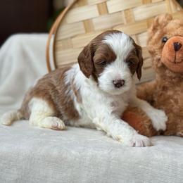 Daisy - Blenheim female Cavapoo puppy in Orrstown, Pennsylvania from Pawfect Fur Friends