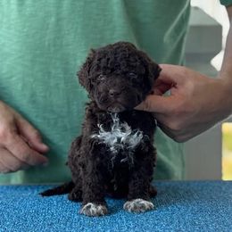 Boy 2 - Brown male Lagotto Romagnolo puppy in Sugar Valley, Georgia from Pinnacle Farm and Kennel