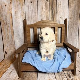 Truffles - Light golden male Golden Retriever puppy in Macks Creek, Missouri from Fluffy Buttz