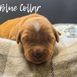 Light Blue Collar - Dark golden female Golden Retriever puppy in Cheyenne, Wyoming from Golden Badger Kennels