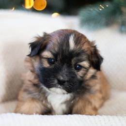 Maltipoo, Shichon, and Shihpoo Puppies from Timbercreek Puppies
