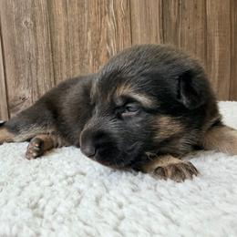 Female1 - Black and tan female German Shepherd puppy in Lebanon County, Pennsylvania from Regalimage